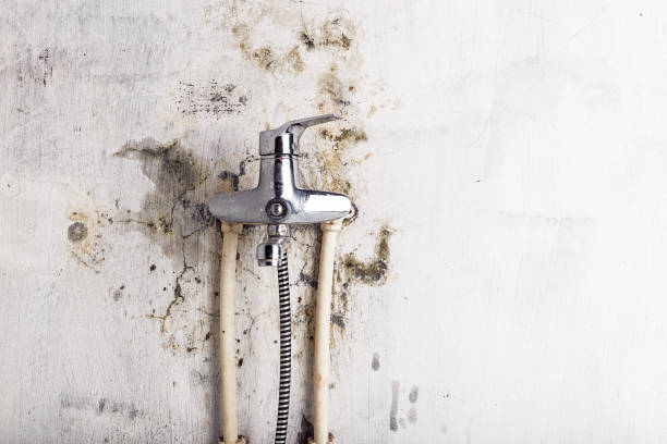 Best Certified Mold Removal  in Rehoboth Beach, DE